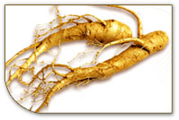 Korean Ginseng Root