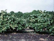 Noni Plantation