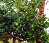 Noni Tree