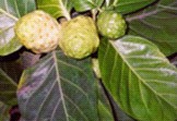 Noni Fruit on Tree