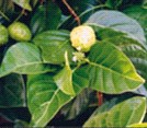 Ripe Noni Fruit