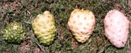 4 Stage of Noni ripeness