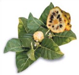 Sliced Noni